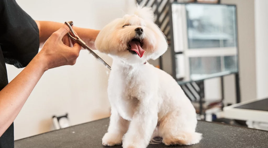 Becoliah: Where Professional Grooming Meets Pet Happiness