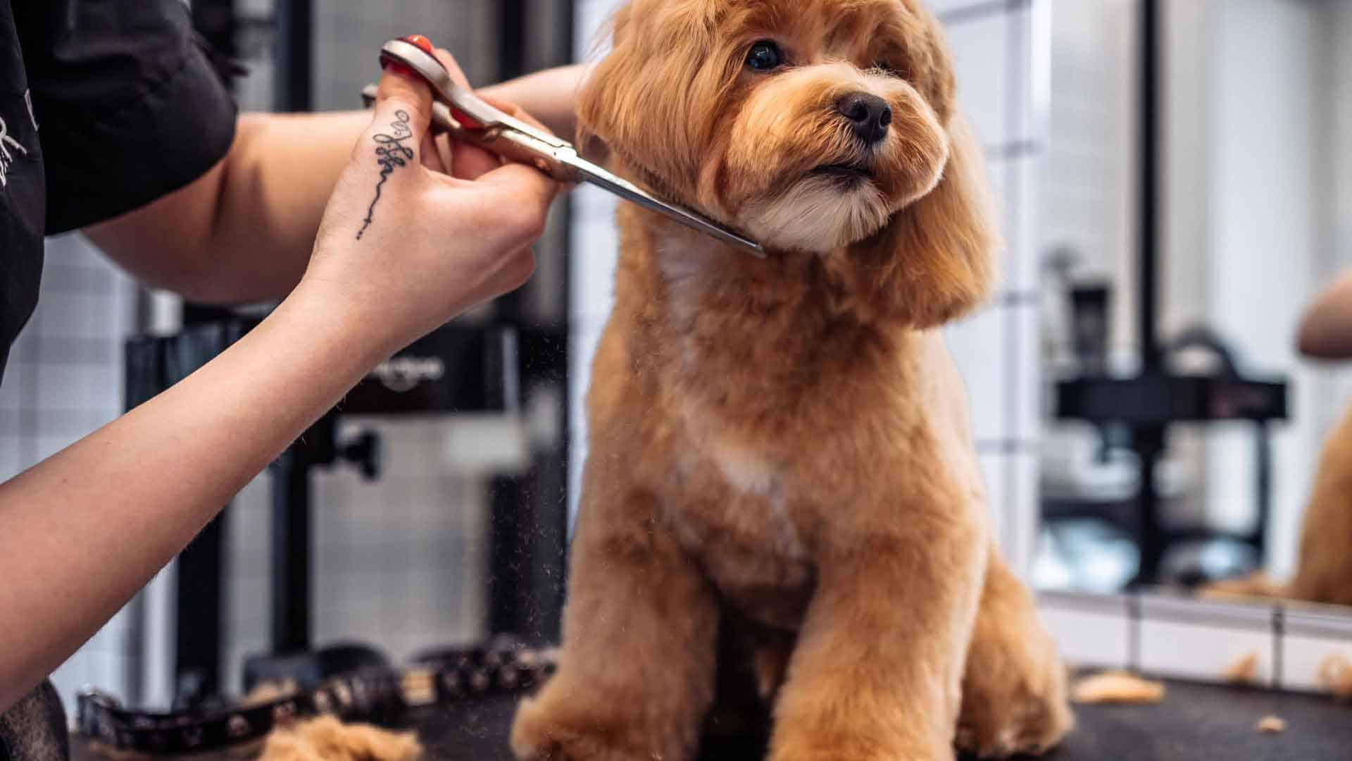 Becoliah Signature Full Grooming Services